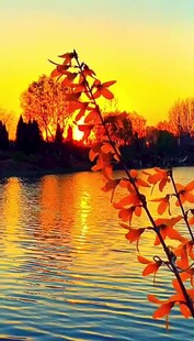 夕阳下湖畔枝叶美景