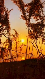 夕阳下的芦苇剪影