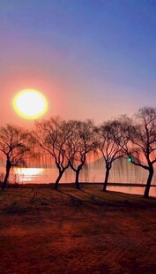 夕阳下的湖畔树林美景