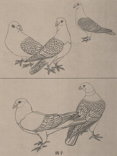 鸽子素描绘画习作