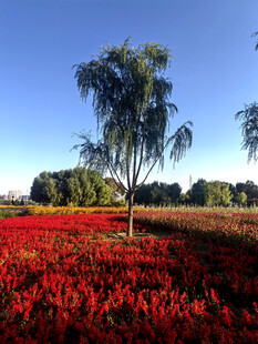 红辣椒田中的孤树