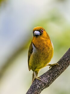 黄羽小鸟栖于枝头