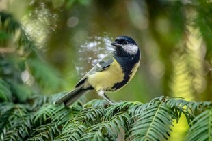 枝头小鸟抖落水珠瞬间