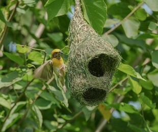 树上鸟巢中的小鸟