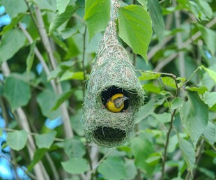 绿叶间的精美鸟巢与小鸟