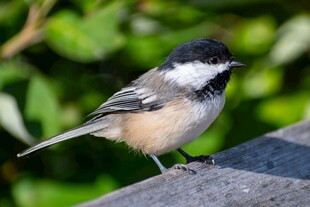 可爱小鸟立于石上
