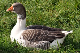 草地上休憩的灰羽白鹅