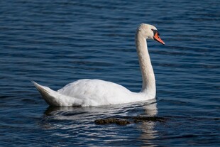 优雅天鹅于碧波中畅游