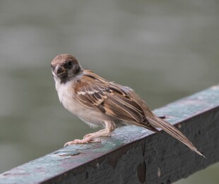 站在栏杆上的小麻雀