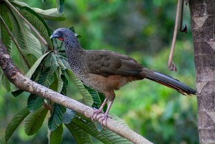 枝头栖息的美丽野生小鸟