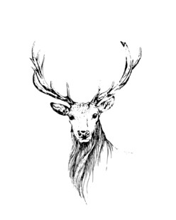 手绘雄鹿头