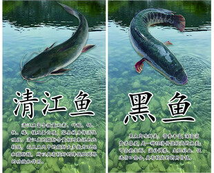 清江鱼展示于清澈水域