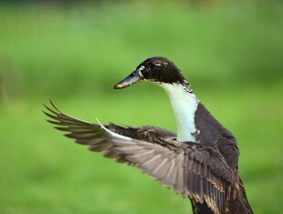 展翅飞翔的黑白小鸟