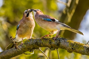 枝头双鸟亲昵互动