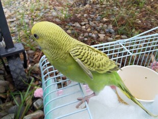 笼中绿鹦鹉