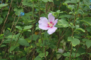 木槿