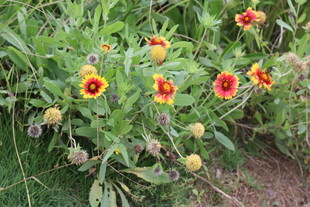 天人菊 