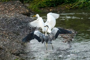 白鹭在水边展翅捕食瞬间