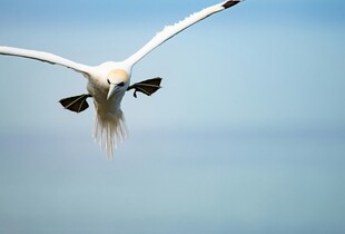 翱翔天际的飞鸟