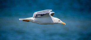 翱翔蓝天的海鸥