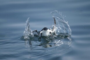 小鸟入水瞬间激起水花