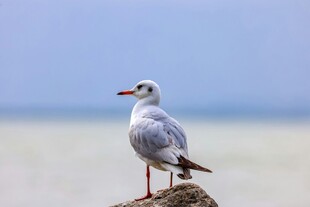 海边岩石上的孤独海鸥