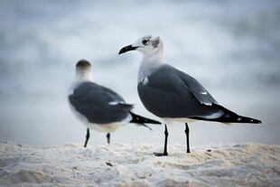 沙滩上的两只海鸥