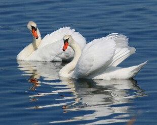 水面上优雅的双天鹅