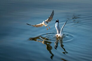 水面上飞翔与站立的鸟儿