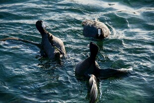 海面上的几只海鸟
