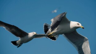 双鸥蓝天展翅飞翔