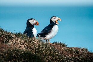 海鹦站在草丛中