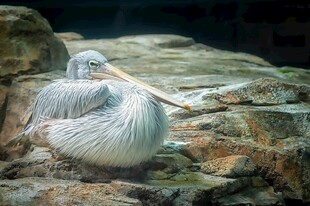 岩石上休憩的鹈鹕