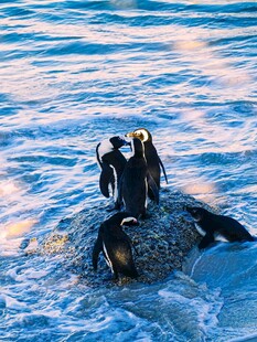 礁石上的企鹅与海浪