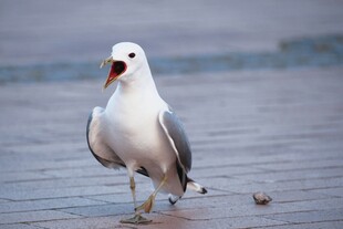 海边站立的鸣叫海鸥