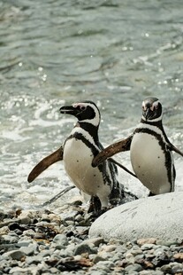 海滩上的两只可爱企鹅