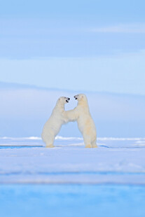  北极熊 