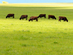 草原上的牛群悠然吃草