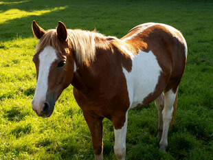 阳光下的棕白相间骏马