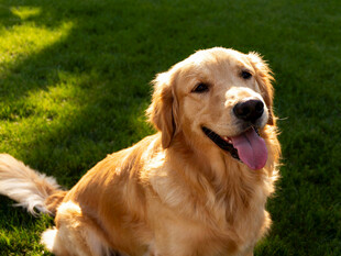 阳光下的金毛犬