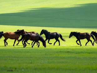 草原骏马奔腾