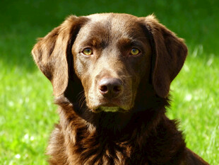 棕色拉布拉多犬的肖像