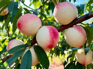 枝头粉嫩诱人的成熟桃子