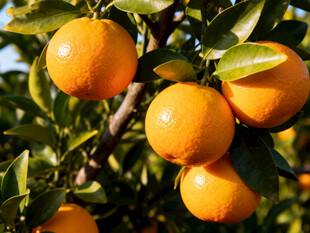 枝头饱满的新鲜橙子