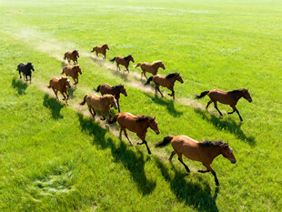草原上群马奔腾的壮丽景象