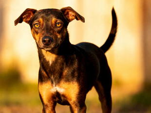 可爱小狗户外站立瞬间