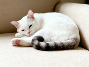 沙发上休憩的可爱小白猫