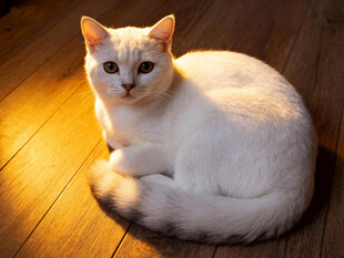 阳光下的蜷卧白猫