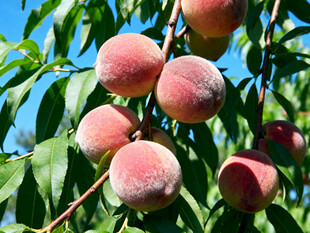 枝头粉嫩饱满的成熟桃子