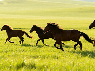 草原上奔腾的骏马